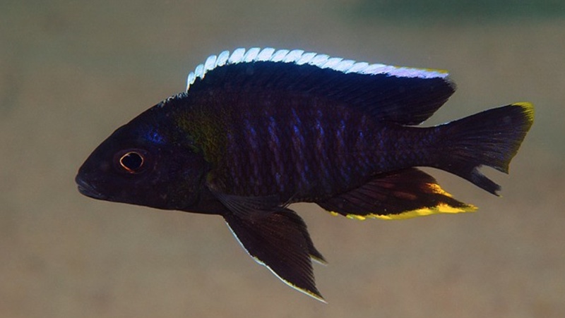 Aulonocara sp. 'yellow collar' Mazinzi Reef